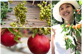 Khu vườn đủ loại trái cây sai lúc lỉu của nhà Dương Mỹ Linh ở Mỹ