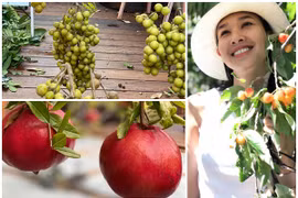 Khu vườn đủ loại trái cây sai lúc lỉu của nhà Dương Mỹ Linh ở Mỹ