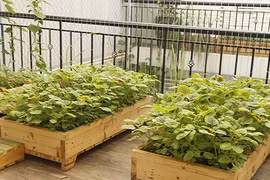 Độc lạ vườn rau khung gỗ trên sân thượng nhà Hà Nội