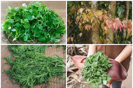 4 loại cây dại trồng bờ rào bỗng có giá “trên trời“