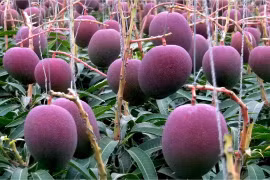 Loại xoài khiến gia chủ thuê 4 vệ sĩ bảo vệ... hoảng khi biết giá