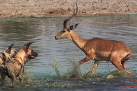 Là con mồi, chạy đi đâu cũng không thể thoát 