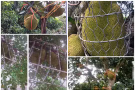 1001 cách chống trộm mít khiến kẻ gian “khóc thét“