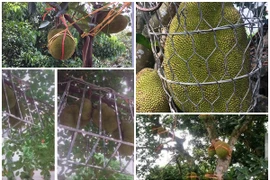 1001 cách chống trộm mít khiến kẻ gian “khóc thét“