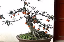 Hồng đá bonsai - Mốt chơi cây cảnh tiền tỷ Tết Kỷ Hợi 2019