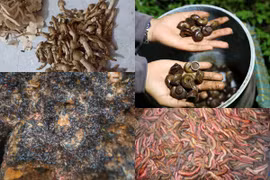 4 thứ “lộc trời” cứ đến mùa xuất hiện là người dân “hốt bạc“