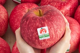 Tận thấy giống táo nửa triệu đồng/quả nhà giàu “mê như điếu đổ“