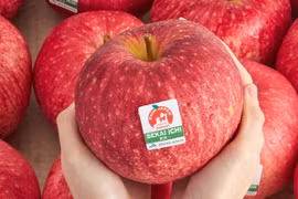 Tận thấy giống táo nửa triệu đồng/quả nhà giàu “mê như điếu đổ“