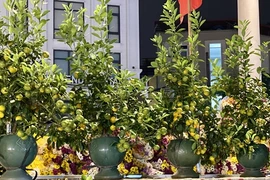 Quất mini giá phải chăng lên ngôi dịp Tết 2025