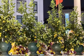 Quất mini giá phải chăng lên ngôi dịp Tết 2025