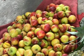 Lộ sự thật sau những xe chở đào Sapa tràn lan trên phố