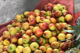 Lộ sự thật sau những xe chở đào Sapa tràn lan trên phố