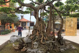 Mục sở thị “vườn cây cảnh đẹp nhất thế giới” của đại gia Phú Thọ