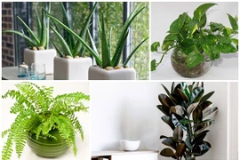 Trời "nóng như đổ lửa", 6 cây ví như điều hòa giúp giảm nhiệt trong nhà