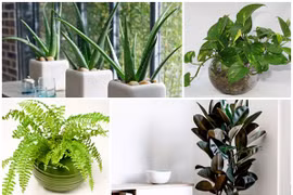 Trời "nóng như đổ lửa", 6 cây ví như điều hòa giúp giảm nhiệt trong nhà