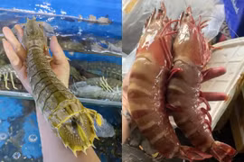 Bật mí 2 loại tôm lạ đắt hơn tôm hùm đại gia săn lùng