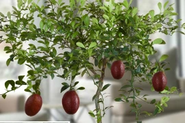 Mục sở thị giống chanh đỏ kỳ lạ 300.000 đồng/cây 