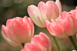 Người sinh vào 5 ngày Âm lịch này, hậu vận sung túc