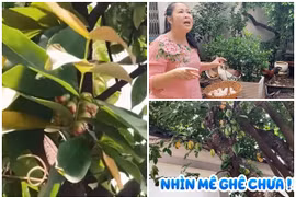 “Biệt phủ” đủ loại cây trái độc lạ của NSND Hồng Vân 