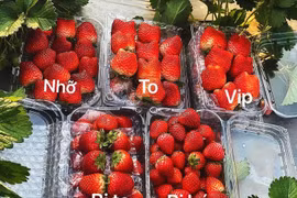 Dâu tây “nhuộm đỏ” khắp chợ, phân biệt với dâu Trung Quốc thế nào?