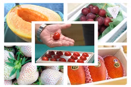 7 loại trái cây siêu đắt ở Nhật Bản chỉ có đại gia mới dám mua 