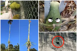 Những kiểu mọc “éo le” của trái cây khiến gia chủ “ngậm ngùi“