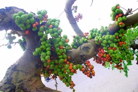 Chiêm ngưỡng loạt sung bonsai độc lạ của giới đại gia