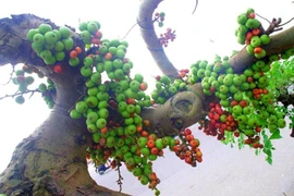 Chiêm ngưỡng loạt sung bonsai độc lạ của giới đại gia