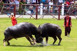 Vì sao thịt trâu chọi Đồ Sơn có giá siêu đắt?