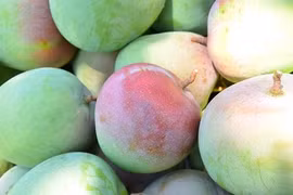 Tận mục xoài Úc khổng lồ được săn lùng dịp Tết