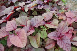 Rau đệ nhất “bổ máu, trường thọ”, giàu canxi, dại gì không ăn