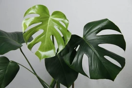 Sự thật về loại lá từng được “hét giá” tới nửa tỷ đồng 