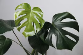 Sự thật về loại lá từng được “hét giá” tới nửa tỷ đồng 