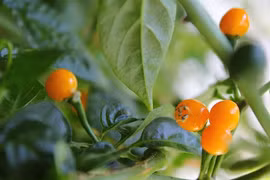 Ớt đắt nhất thế giới trồng tại Việt Nam giá thế nào? 