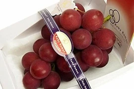 To bằng trái mận mà "chất" ngang 3 chỉ vàng, nhà giàu muốn mua cũng xót