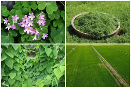 4 cây dại bất ngờ hóa “mỏ tiền” giúp nông dân “hốt bạc“