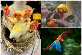 Những loại chim quý khiến đại gia Việt bạo tay vung tiền sở hữu