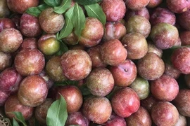 Gần 300.000 đồng/kg, khách vẫn xuống tiền mua mận hậu đầu mùa