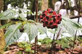 Tò mò loại hạt đắt nhất Việt Nam, giá tới 240 triệu đồng/kg