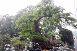 Cận cảnh cụ me dáng rồng bay đáng giá tiền tỷ 