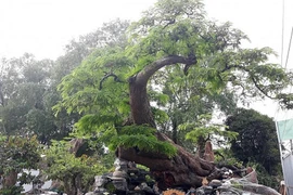 Cận cảnh cụ me dáng rồng bay đáng giá tiền tỷ 