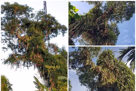 Sửng sốt cây thanh long cổ thụ chi chít quả từ gốc đến ngọn