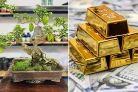 Người thuộc 2 mệnh, trồng cây khế trong nhà càng nhiều lộc