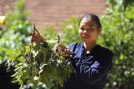 Hái thuê thứ quả đặc sản đen sì, nông dân đút túi tiền triệu