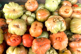 Quả dại xưa rụng đầy gốc nay dân phố “tranh nhau” mua 