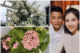 Sân vườn ngập hoa đẹp như mơ của vợ chồng Mạc Hồng Quân
