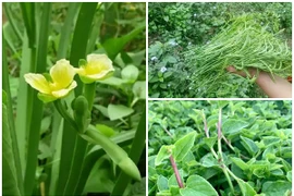 Bất ngờ những loại rau dân dã nay “cháy hàng” khắp phố