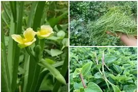 Bất ngờ những loại rau dân dã nay “cháy hàng” khắp phố