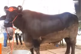 Kinh ngạc trâu khổng lồ 1,5 tấn, giá bằng 2 chiếc Rolls-Royce 