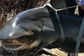 Cá mập nước ngọt mức độ nguy hiểm chỉ đứng sau cá mập trắng lớn